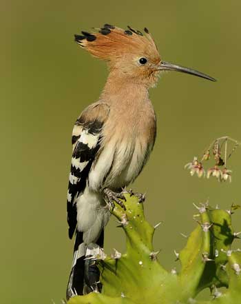 Kaav Safari Lodge: Wiedehopf