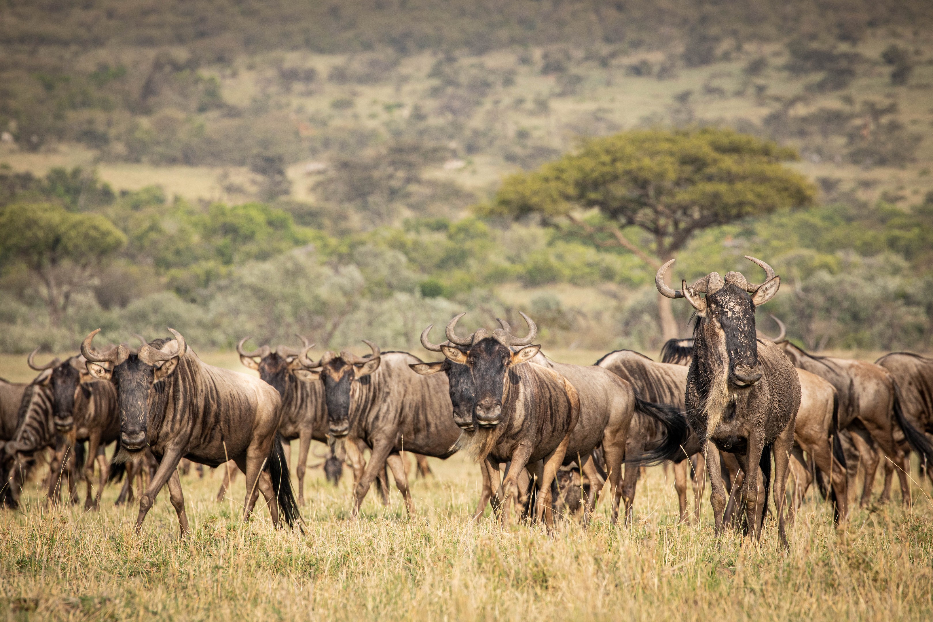 Mara Plains Camp: Gnus