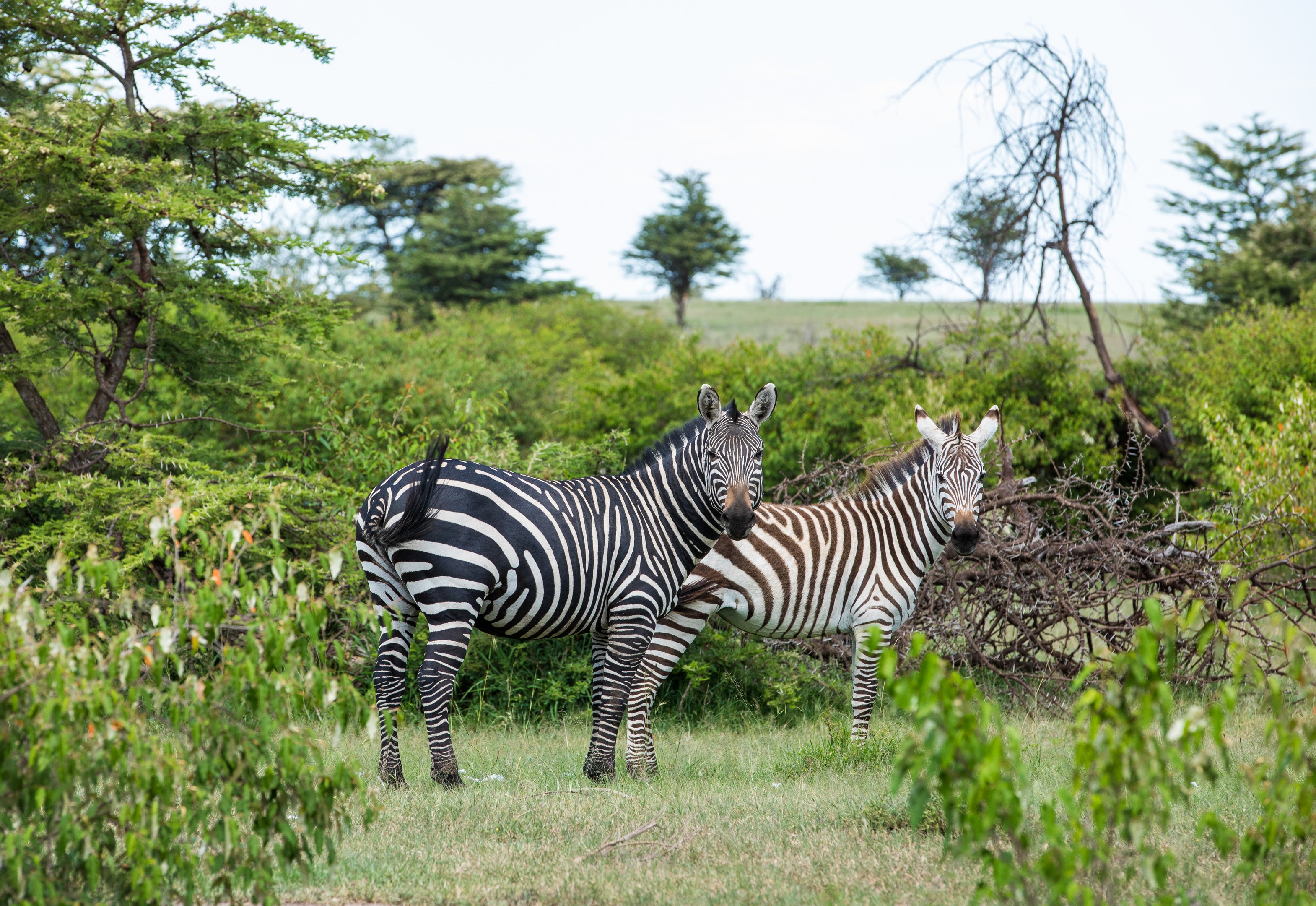 Mara Plains Camp: Zebras