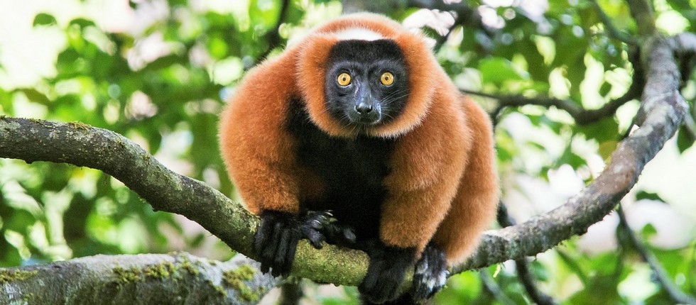 Madagaskar