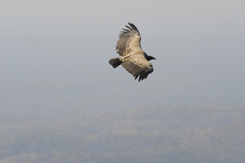 Bandhavgarh National Park: Slender-billed Vulture