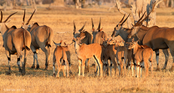 Bomani Tented Lodge Bomani Tented Lodge: Elenantilopen