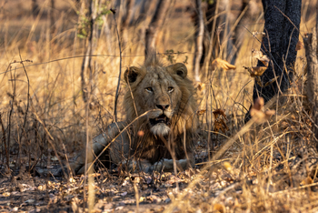 Chisa Busanga Camp Chisa Busanga Camp: Löwe