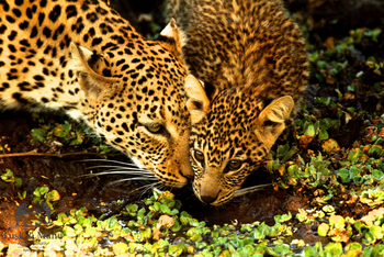 Classic Zambia Safaris Classic Zambia Safaris: Leopardenmutter mit Baby