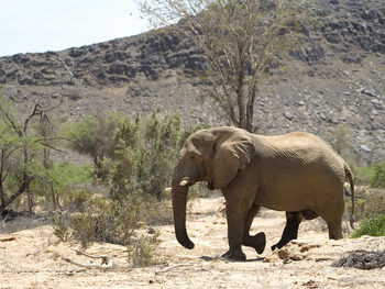 Doro Nawas Doro Nawas: Elefantenbulle