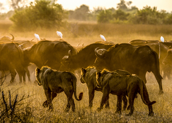 Duba Plains Camp: Löwen und Büffel