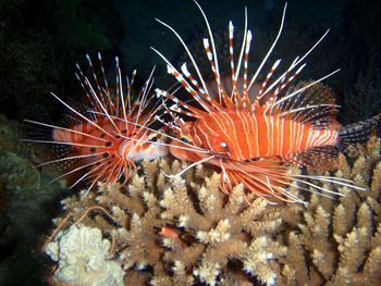 Fundu Lagoon: Tauchen