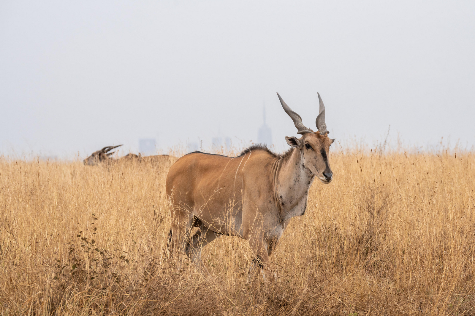 Giraffe Manor Giraffe Manor: Nairobi National Park