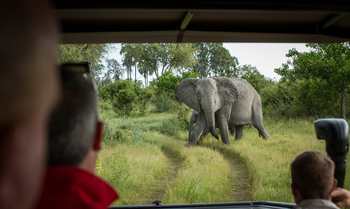 Gomoti Plains Camp: Aktivitäten