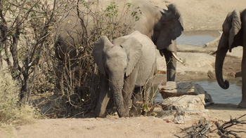 Hobatere Lodge: Elefanten
