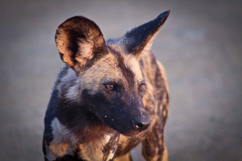 Jamala Madikwe: Afrikanischer Wildhund in natürlichem Habitat