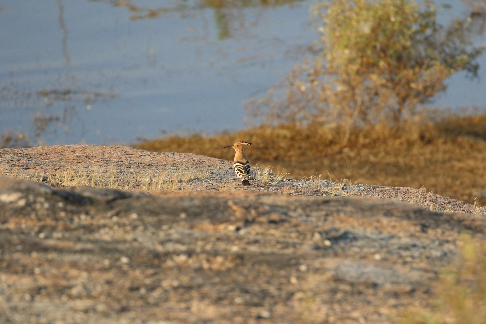 Jawai Jawai: Wiedehopf