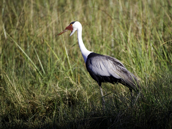 Kings Pool Camp Kings Pool Camp: Klunkerkranich