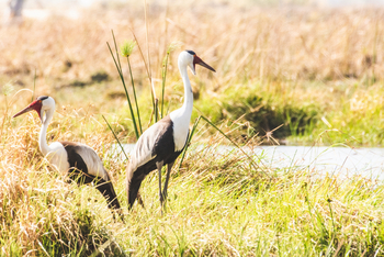 Lebala Camp Lebala Camp: Klunkerkraniche