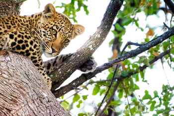 Lebala Camp Lebala Camp: Leopard im Baum