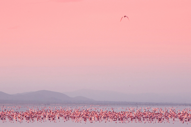 Little Chem Chem: Rosa Flamingos Little Chem Chem: Rosa Flamingos