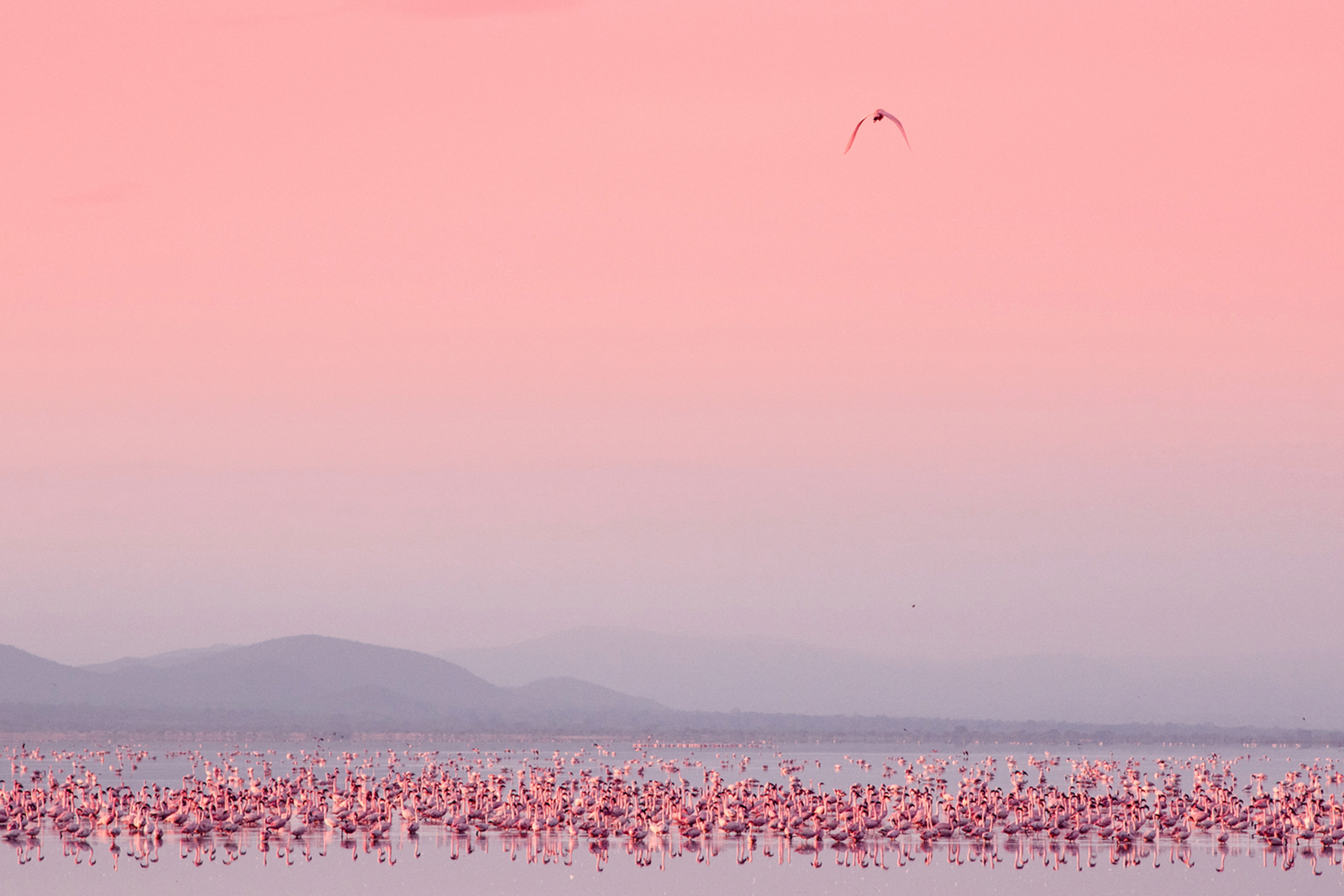 Little Chem Chem Little Chem Chem: Rosa Flamingos