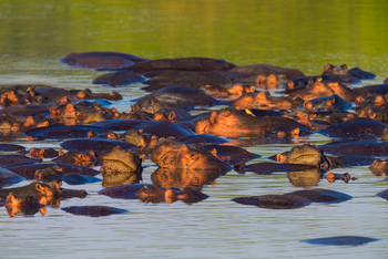 Luambe Camp: Flusspferde