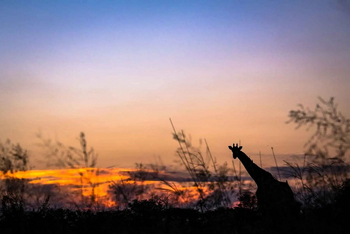 Mogogelo Camp Mogogelo Camp: Giraffenhals