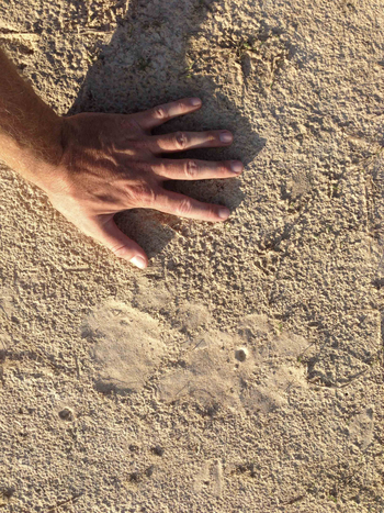 Ntemwa Busanga Bushcamp Ntemwa Busanga Bushcamp: Spuren im Sand