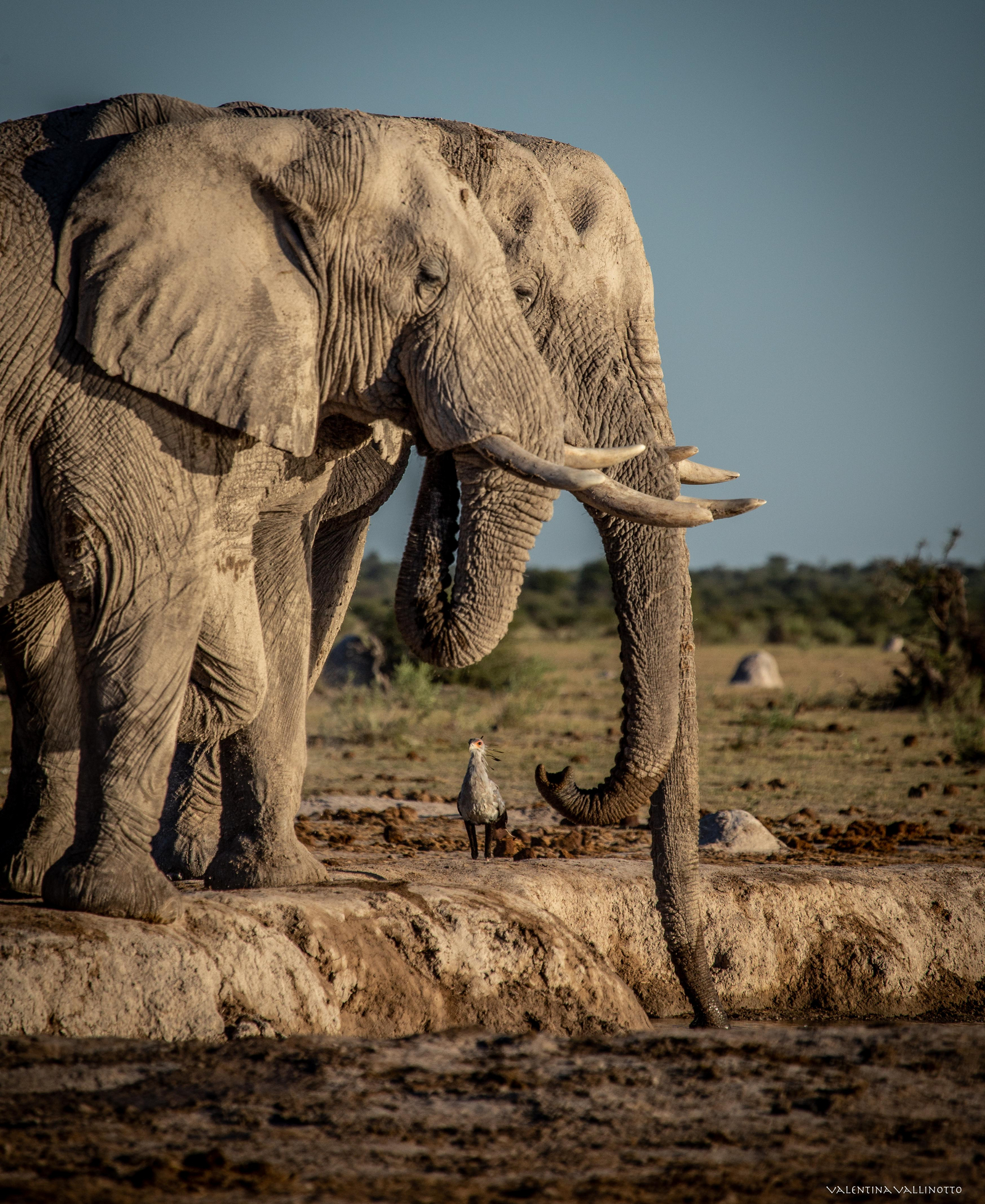 Nxai Pan Camp Nxai Pan Camp: Elefanten und Sekretär
