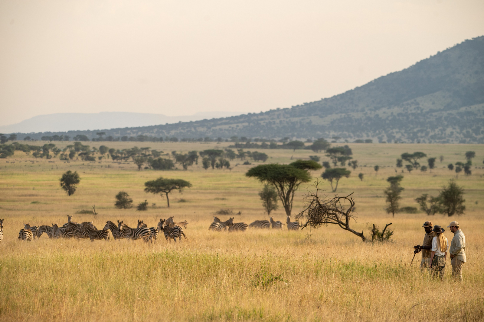 Nyikani Camp Central Serengeti Nyikani Camp Central Serengeti: Zebras