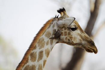 Okuti Camp: Giraffe mit Oxpecker