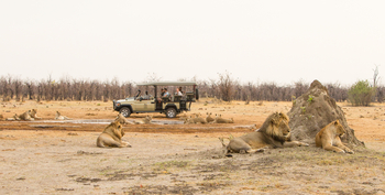 Savute Safari Lodge: Game Drive - Löwen an Termitenhügel