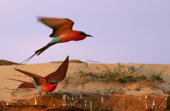 Shenton Safaris: Carmine Bee-Eater Hide