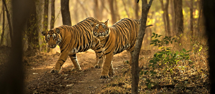 Sujan Sher Bagh: Tigergeschwister Indien