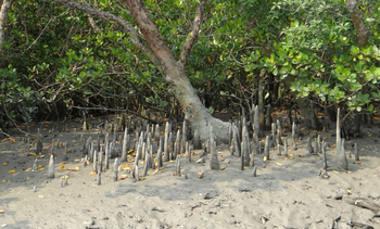 Sunderban Tiger Camp: Stiftwurzeln