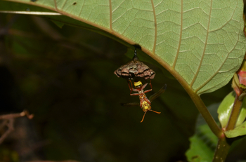 Tathastu Resort Satpura: Tropical Paper Wasp