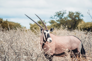 Tau Pan Camp Tau Pan Camp: Oryx in Dornbüschen