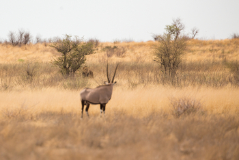 Tau Pan Camp Tau Pan Camp: Oryx und Löwe