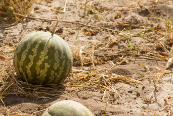 Tau Pan Camp Tau Pan Camp: Wildkürbis