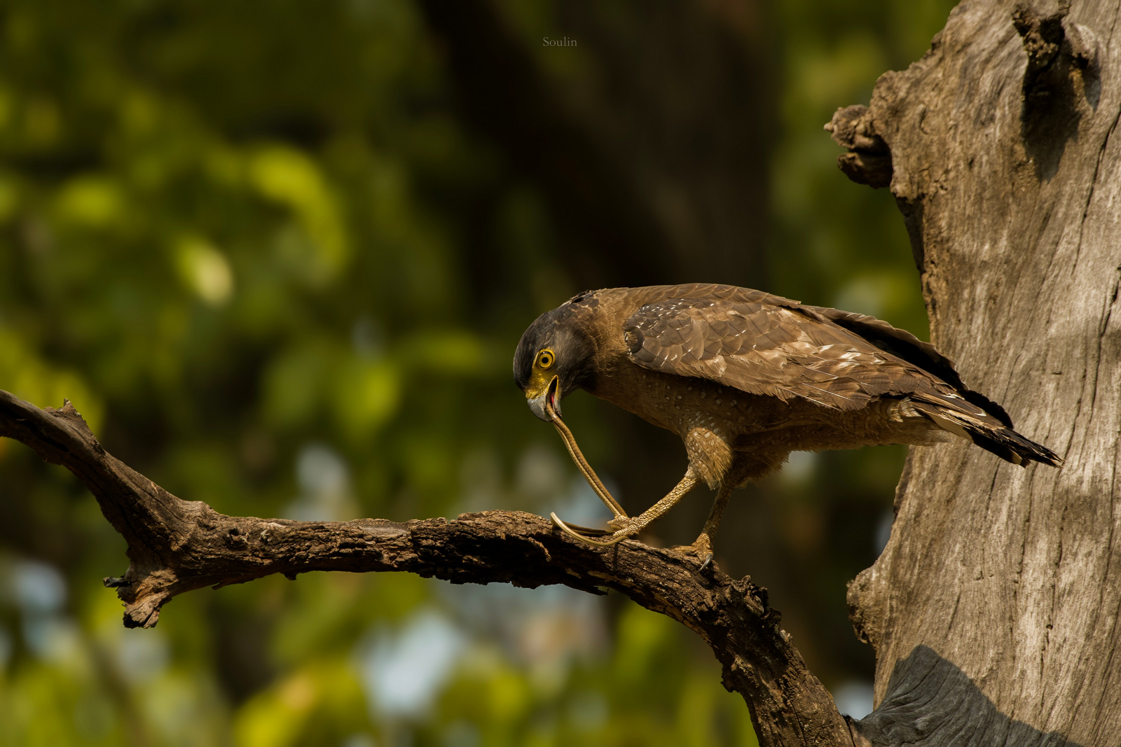 The Oberoi Vindhyavilas Wildlife Resort The Oberoi Vindhyavilas Wildlife Resort: Changeable Hawk Eagle