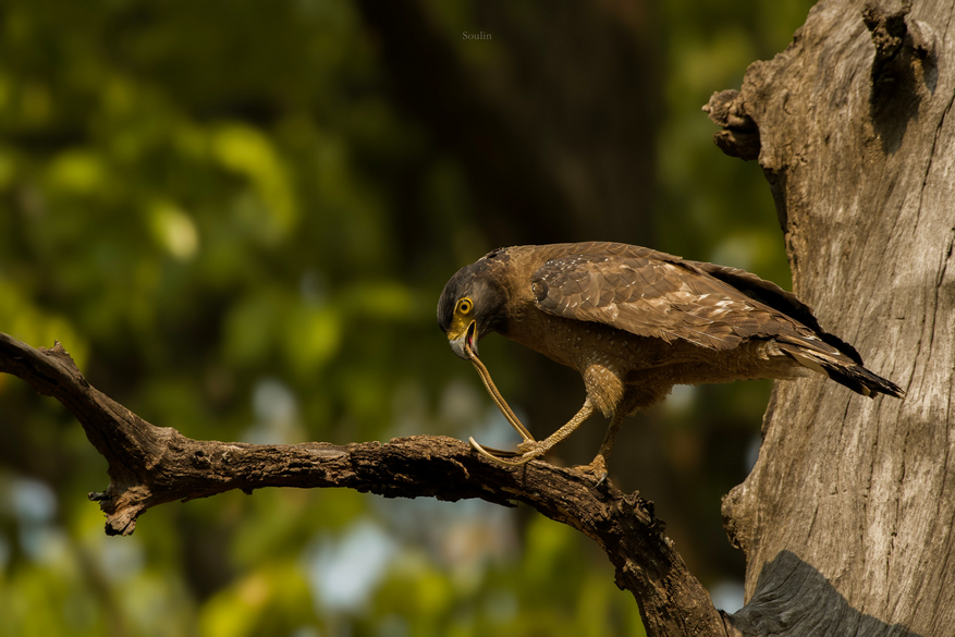 The Oberoi Vindhyavilas Wildlife Resort