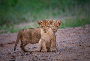 Time + Tide South Luangwa Time + Tide South Luangwa: Löwenbabies