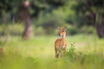 Time + Tide South Luangwa Time + Tide South Luangwa: Puku