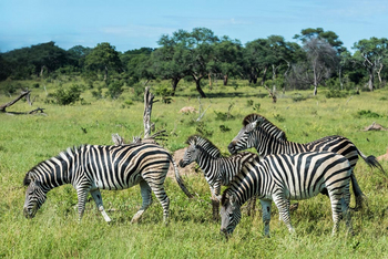 Verney's Camp: Zebras
