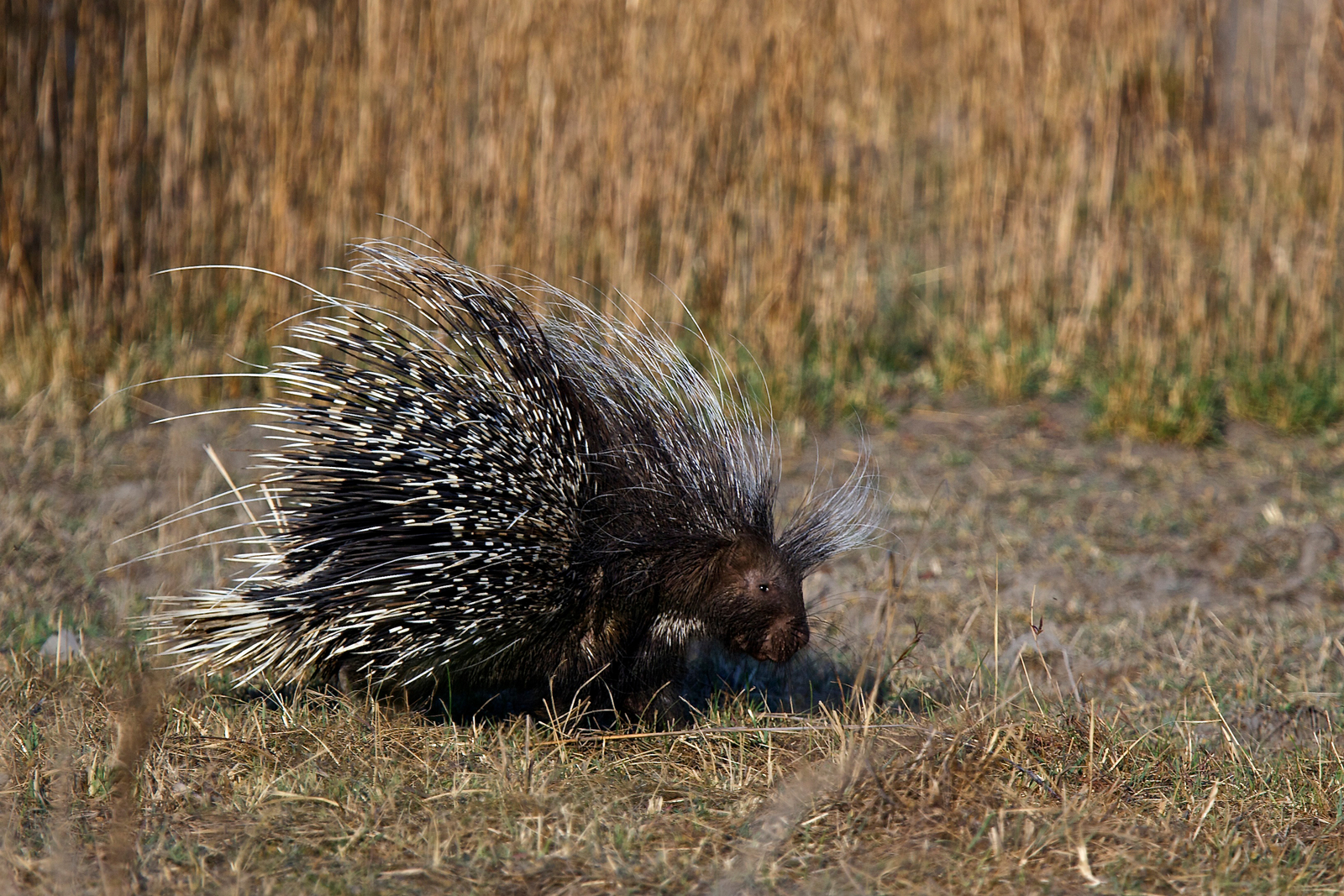 Konkamoya Lodge Konkamoya Lodge: Stachelschwein