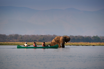 Zambezi Expeditions: Kanufahren im Fluss mit Elefant