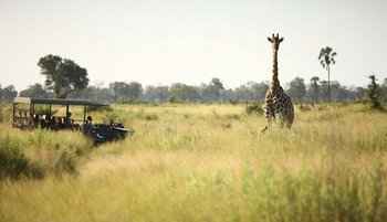 andBeyond Sandibe Okavango Safari Lodge: Giraffe
