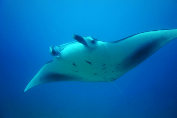 Alphonse Island Lodge: Manta Ray
