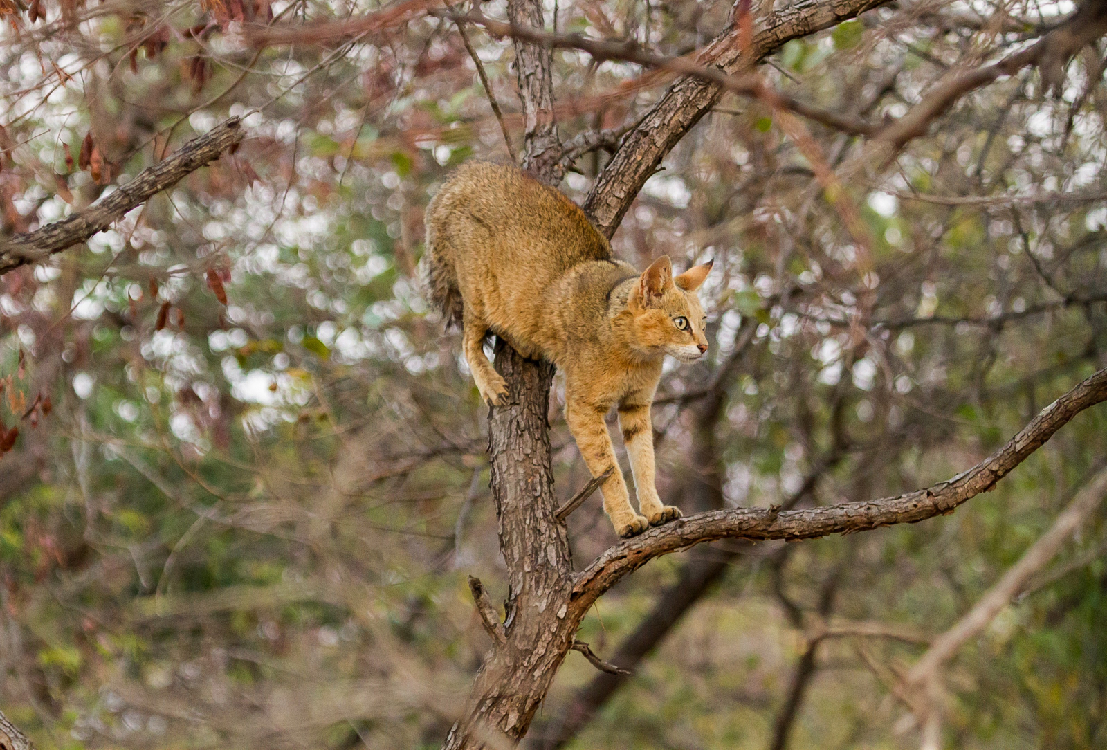 Asiatic Lion Lodge Asiatic Lion Lodge: Jungle Cat