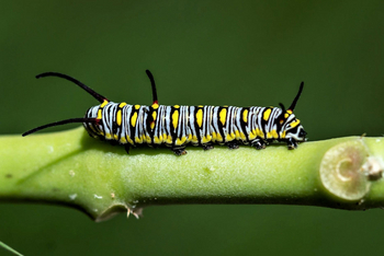 Bamboo Forest Safari Lodge: Monarch Caterpillar