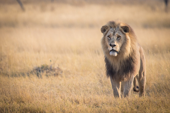 Chief's Island: Männlicher Löwe