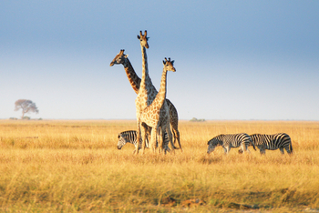 Chobe Game Lodge: Giraffen und Zebras