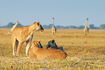 Chobe Game Lodge: Löwen und Giraffen