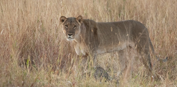 Deteema Springs Camp: Löwin